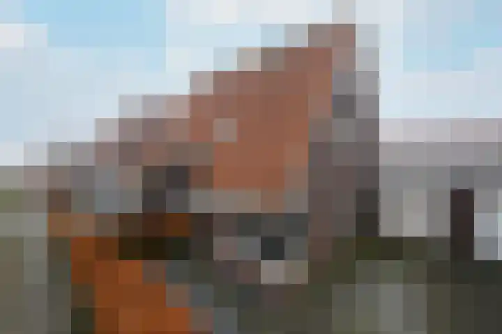 Kleine vos 10 Wolvega