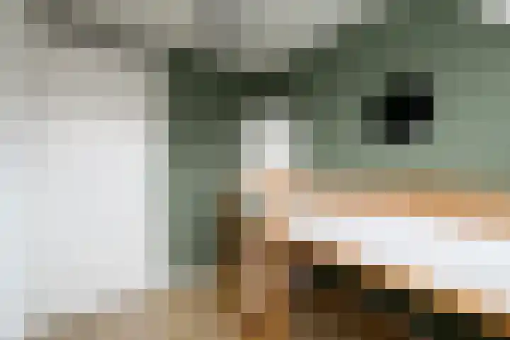 Kleine vos 10 Wolvega thumbnail 16