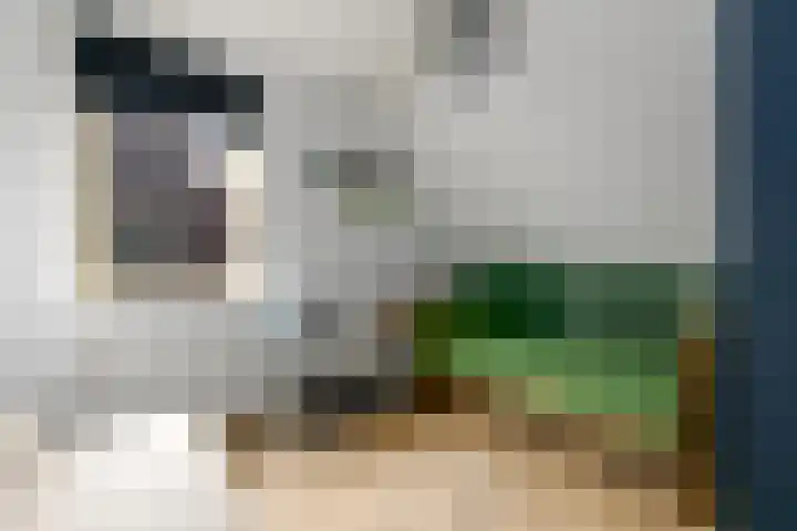 Kleine vos 10 Wolvega thumbnail 17