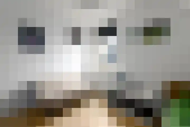 Kleine vos 10 Wolvega thumbnail 18