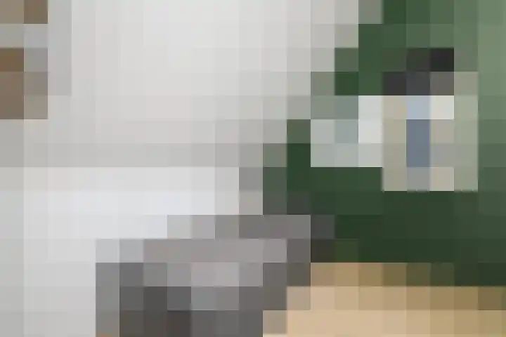 Kleine vos 10 Wolvega thumbnail 24