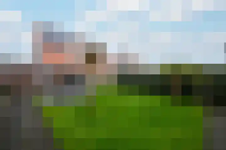 Kleine vos 10 Wolvega thumbnail 28
