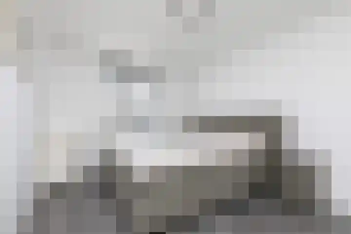 Kleine vos 11 Sneek thumbnail 15