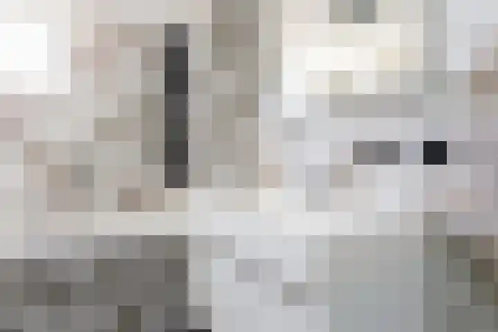 Kleine vos 11 Sneek thumbnail 20