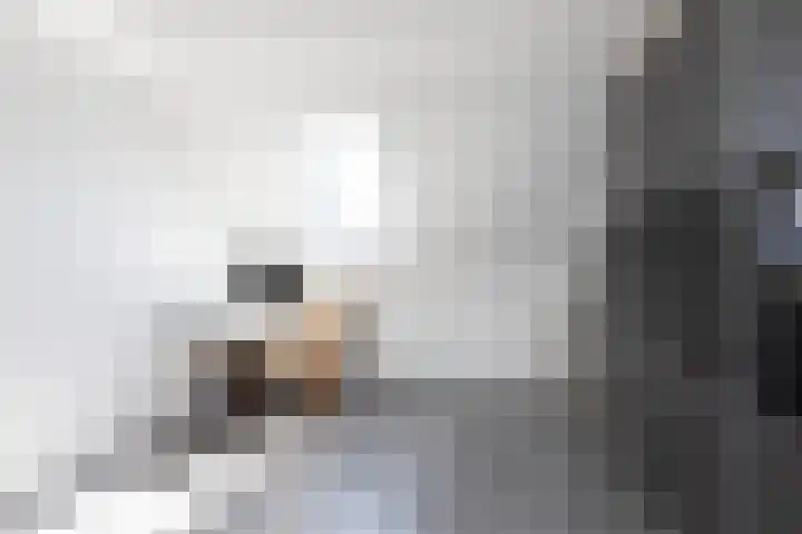 Kleine vos 11 Sneek thumbnail 29