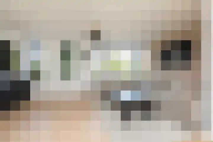 Kleine vos 11 Sneek thumbnail 4