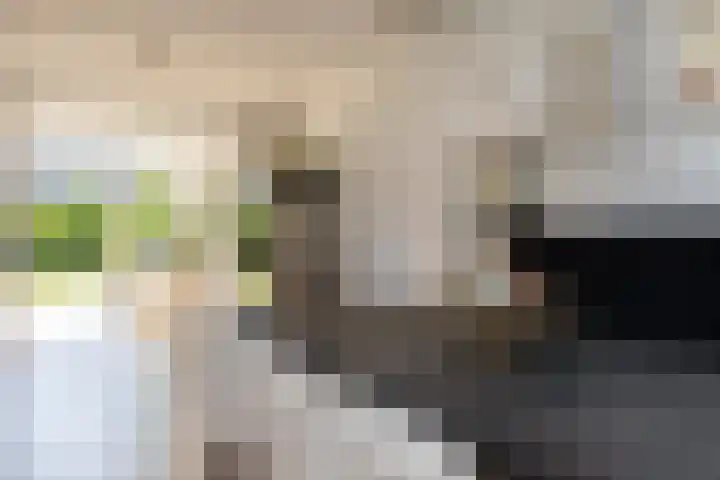 Kleine vos 11 Sneek thumbnail 7