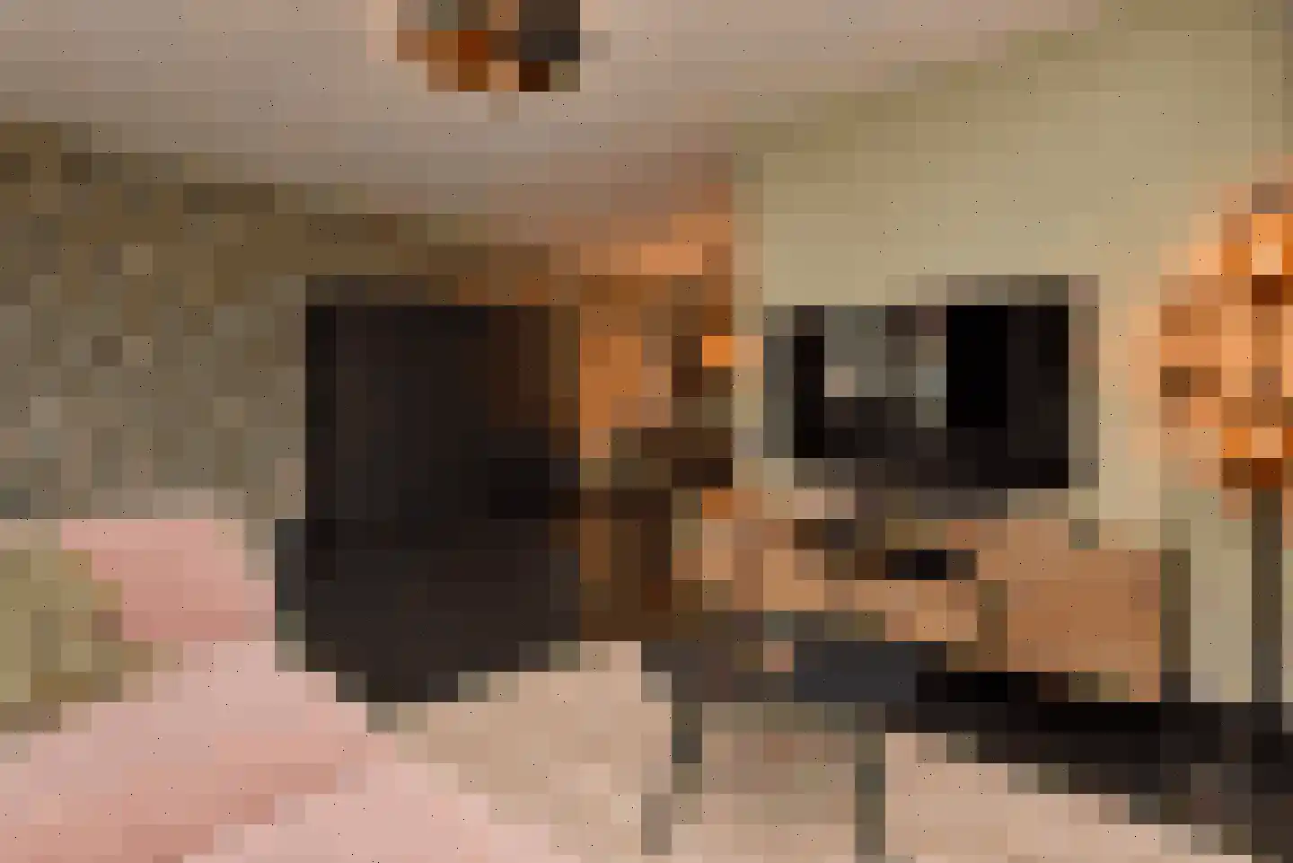 Kleine Vos 2 Deurne thumbnail 4