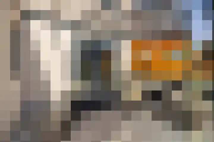 Kleine Vos 2 Deurne thumbnail 40