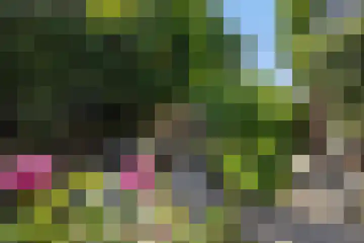 Kleine Vos 2 Deurne thumbnail 41
