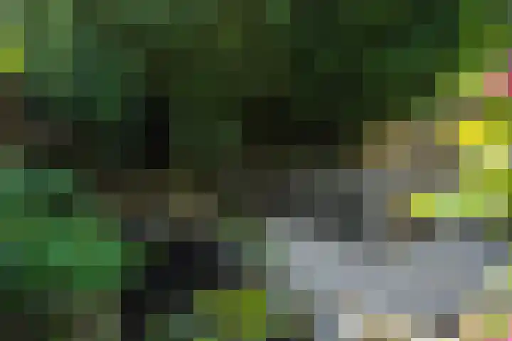 Kleine Vos 2 Deurne thumbnail 42