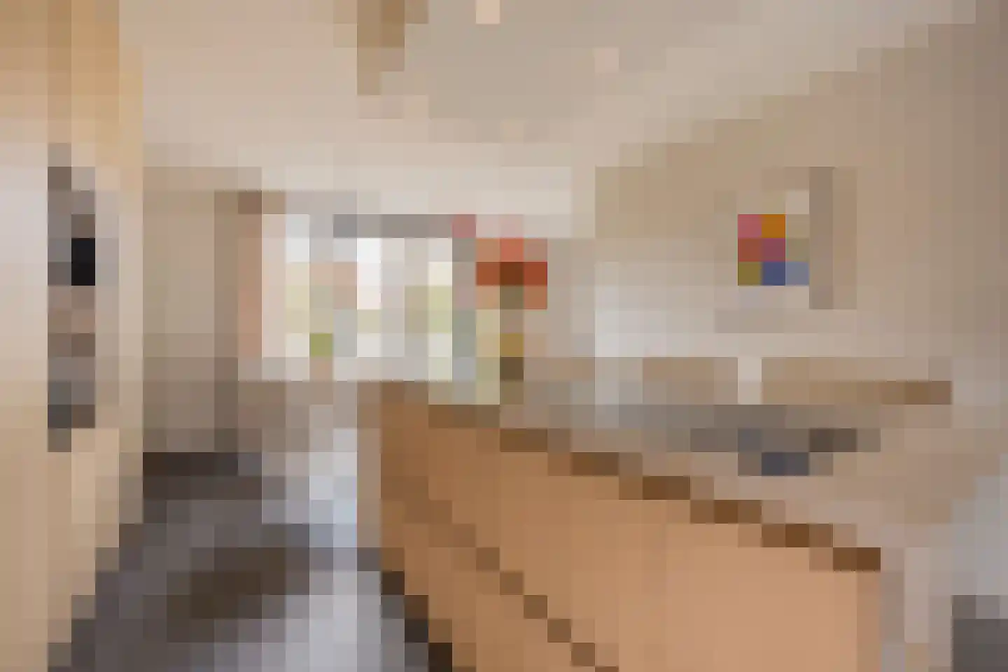 Kleine Vos 4 Nijkerk thumbnail 8