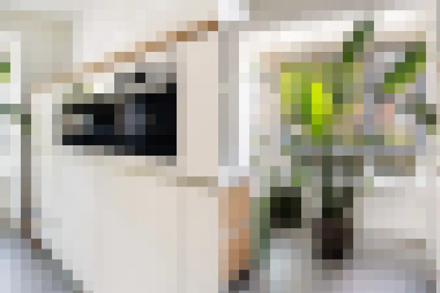 Kleine vos 4 's-Gravenzande thumbnail 16