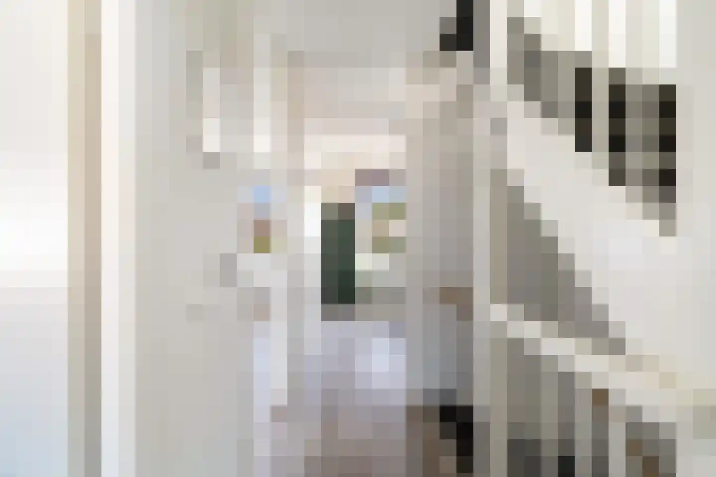 Kleine vos 4 's-Gravenzande thumbnail 25