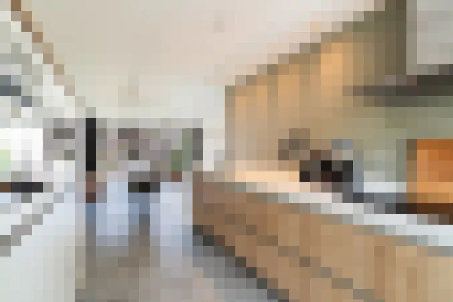 Kleine vos 4 's-Gravenzande thumbnail 4