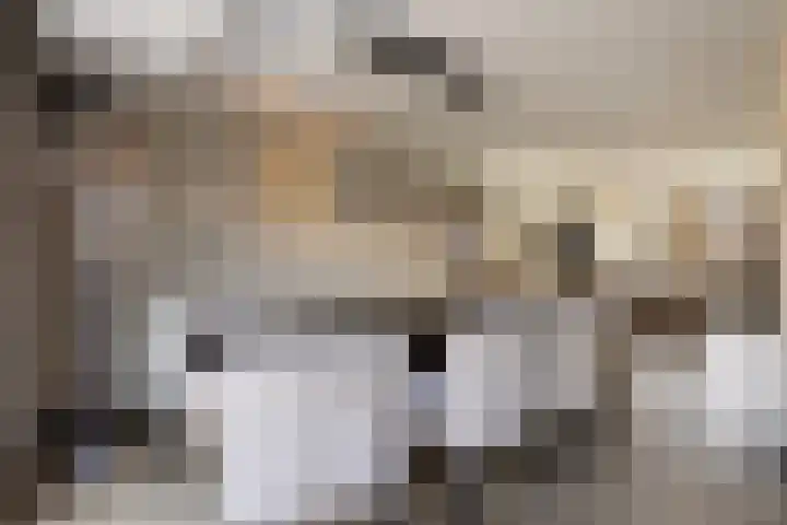 Kleine vos 6 Sneek thumbnail 17
