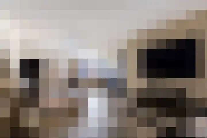 Kleine vos 6 Sneek thumbnail 19
