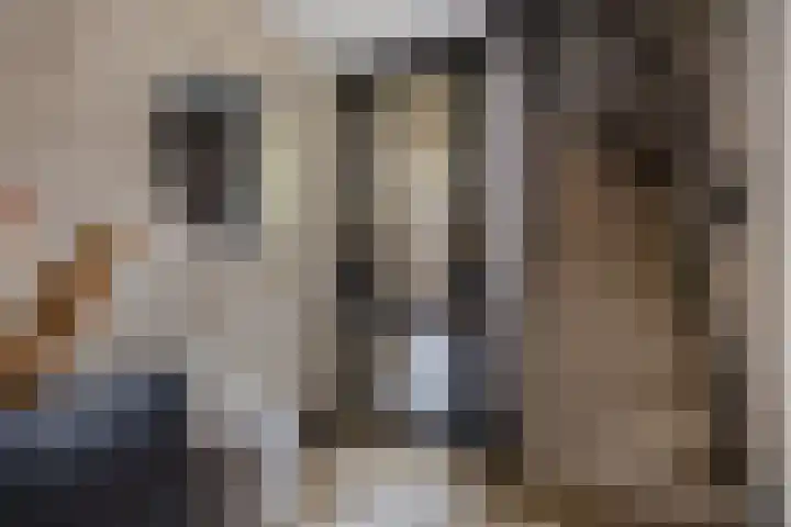 Kleine vos 6 Sneek thumbnail 29