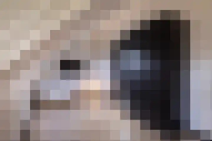 Kleine vos 6 Sneek thumbnail 46