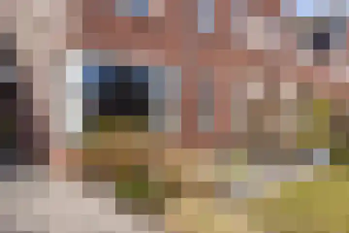 Kleine vos 6 Sneek thumbnail 8