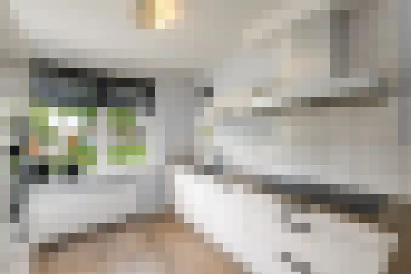 Kleine vos 6 Wolvega thumbnail 11