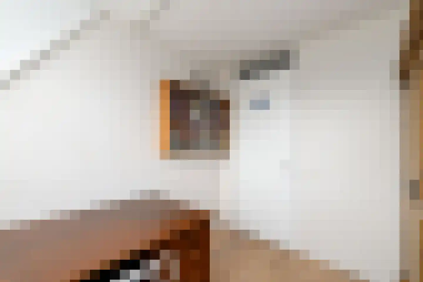 Kleine vos 6 Wolvega thumbnail 20