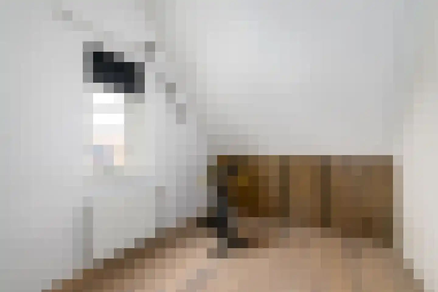 Kleine vos 6 Wolvega thumbnail 25