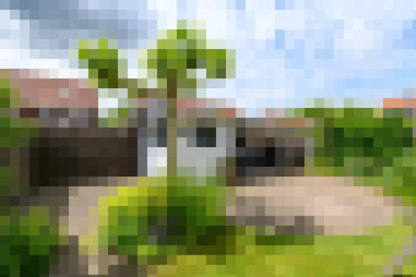 Kleine vos 6 Wolvega thumbnail 33
