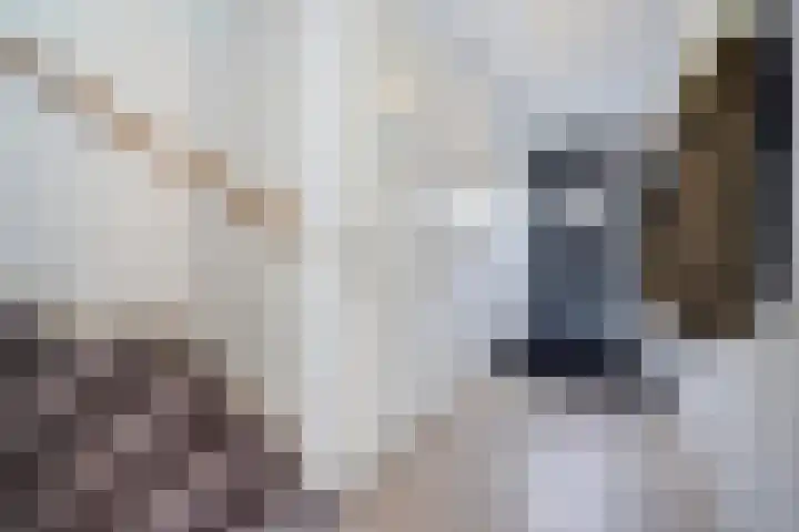 Kleine vos 8 's-Gravenzande thumbnail 18