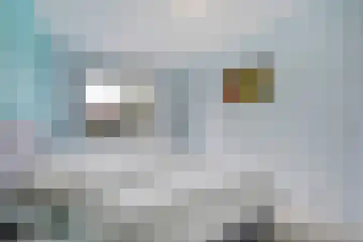 Kleine vos 8 's-Gravenzande thumbnail 22