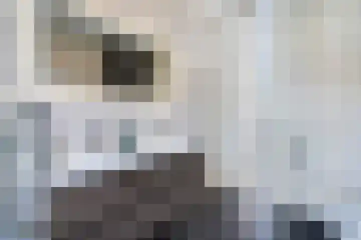 Kleine vos 8 's-Gravenzande thumbnail 27