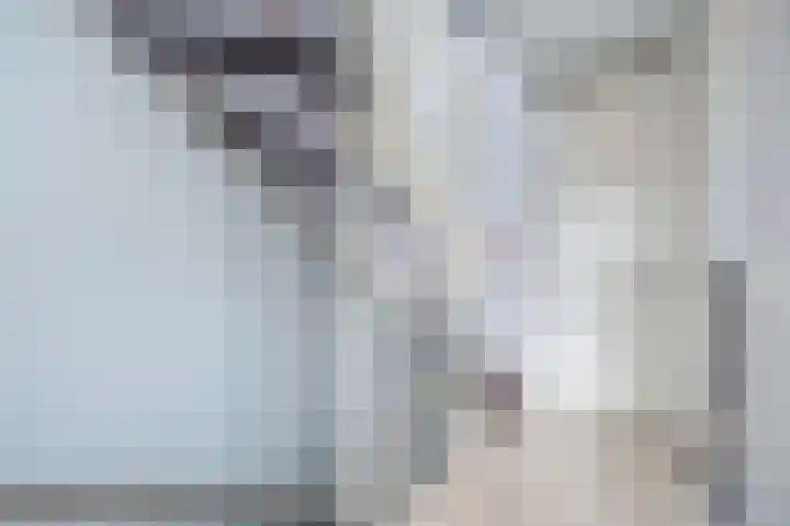 Kleine vos 8 's-Gravenzande thumbnail 35