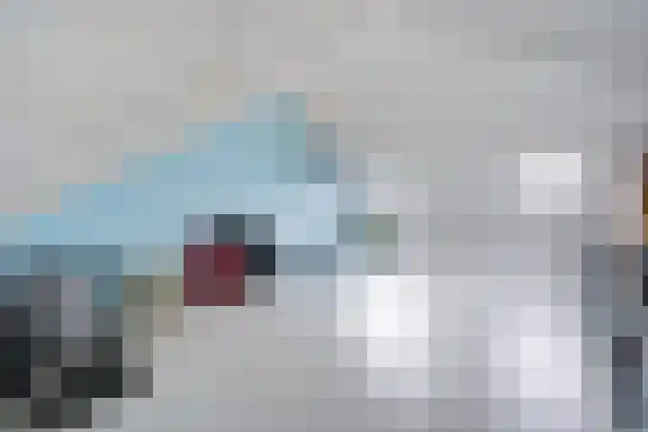 Kleine vos 8 's-Gravenzande thumbnail 39