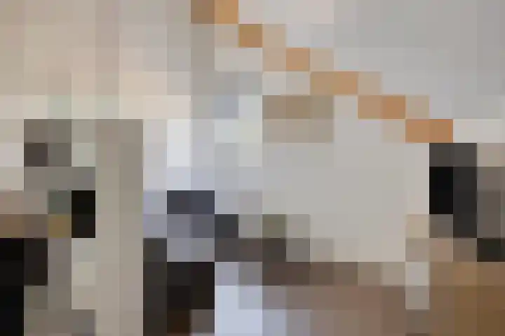 Kleine Vuurvlinder 19 Mierlo thumbnail 33