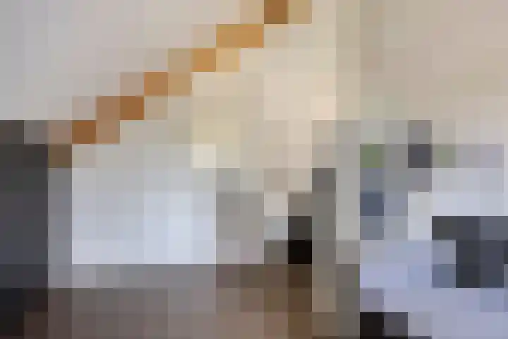 Kleine Vuurvlinder 19 Mierlo thumbnail 34