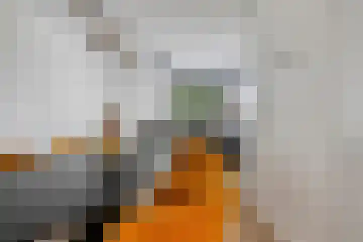Kleine Vuurvlinder 33 Mierlo thumbnail 15