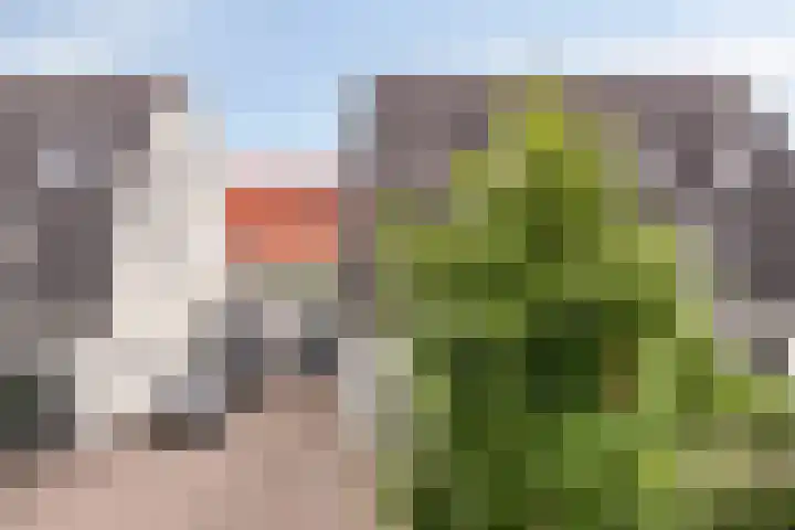 Kleine Vuurvlinder 33 Mierlo thumbnail 37