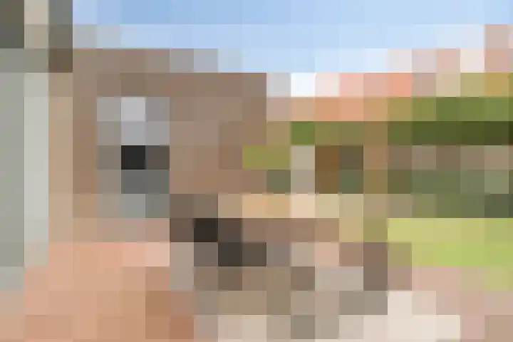 Kleine Vuurvlinder 33 Mierlo thumbnail 6