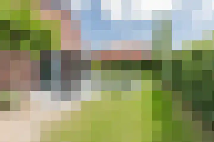 Kleine Vuurvlinder 45 Mierlo thumbnail 25