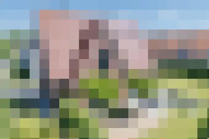 Kleine Vuurvlinder 45 Mierlo thumbnail 28