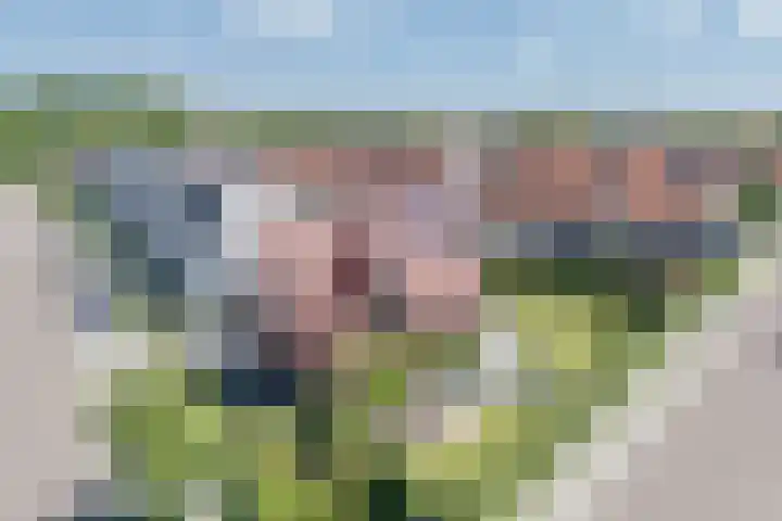 Kleine Vuurvlinder 45 Mierlo thumbnail 63