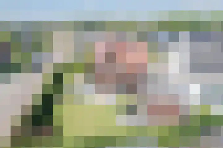 Kleine Vuurvlinder 45 Mierlo thumbnail 65