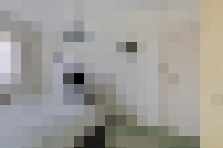 Kleine Wal 10 Vlodrop thumbnail 17