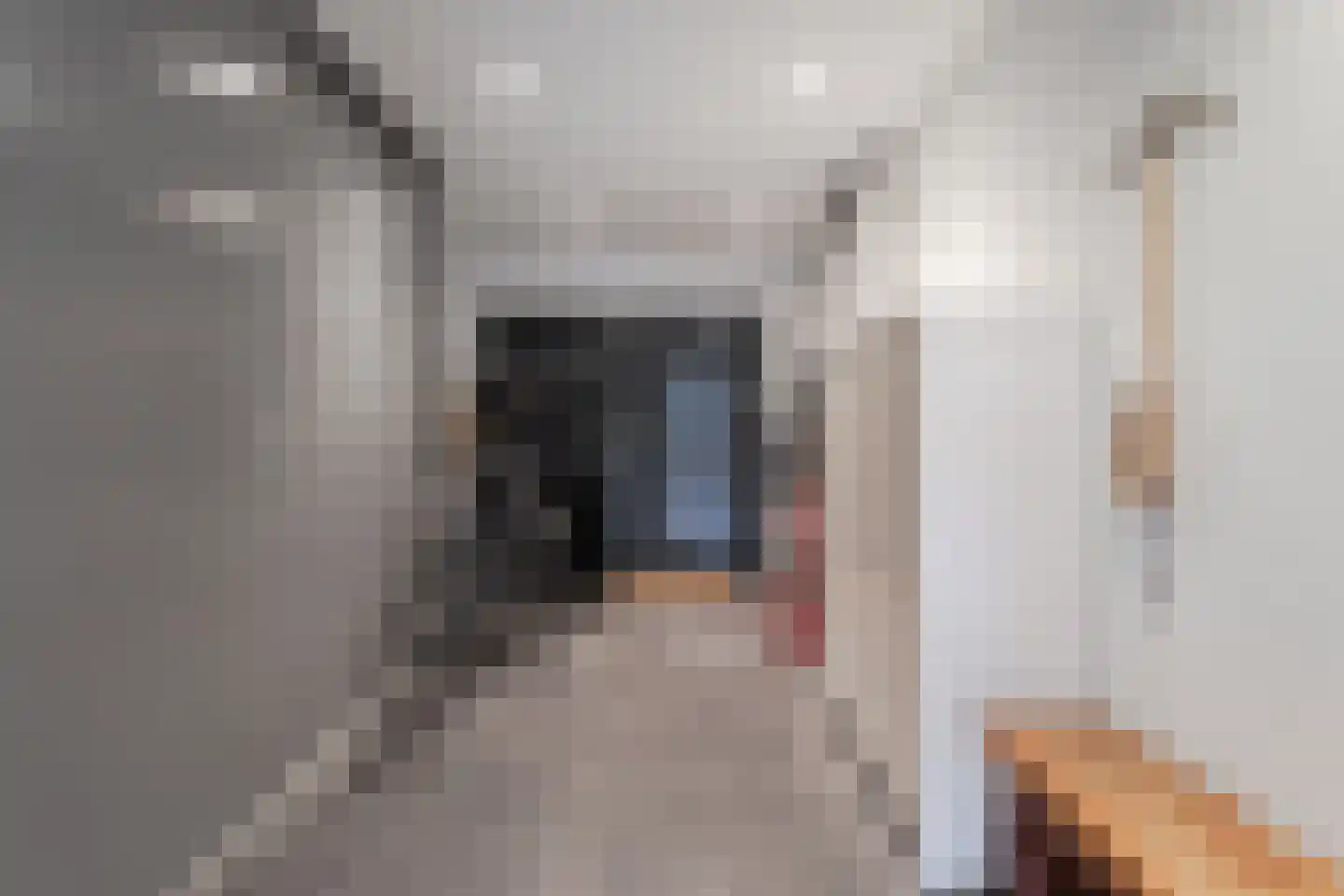 Kleine Werf 25 Oosthuizen thumbnail 16