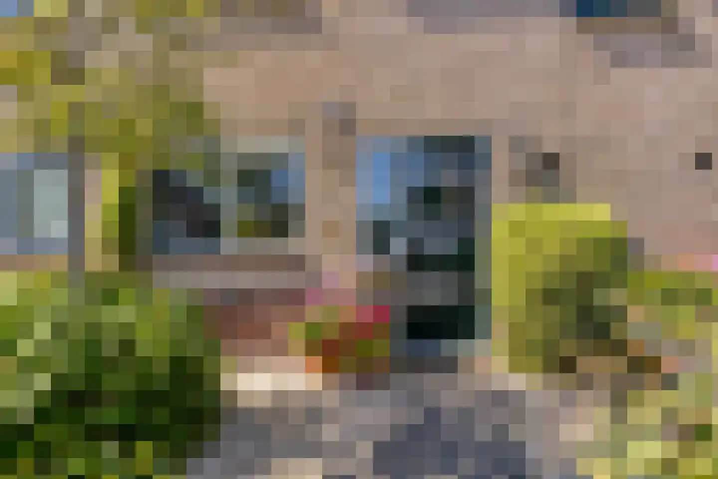 Kleine Werf 4 Oosthuizen thumbnail 7
