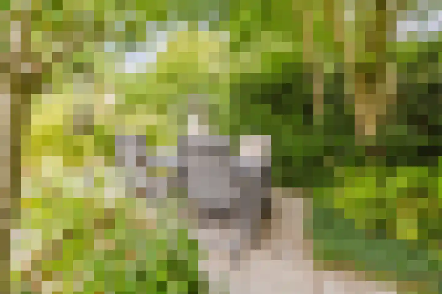 Kleine Wiel 12 Gorinchem thumbnail 17