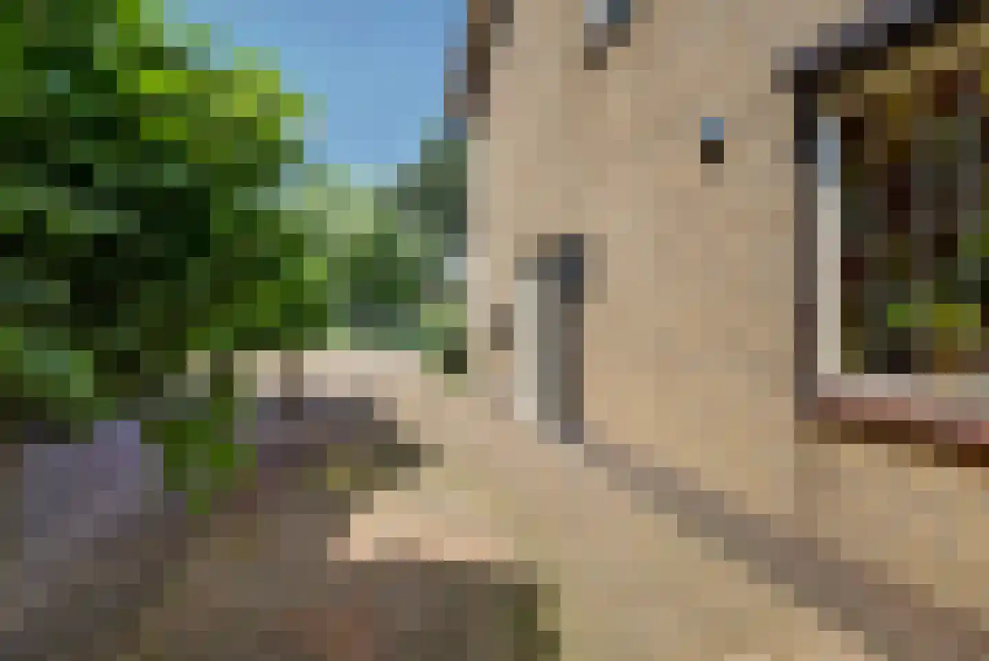 Kleine Wijken 20 's-Hertogenbosch thumbnail 54