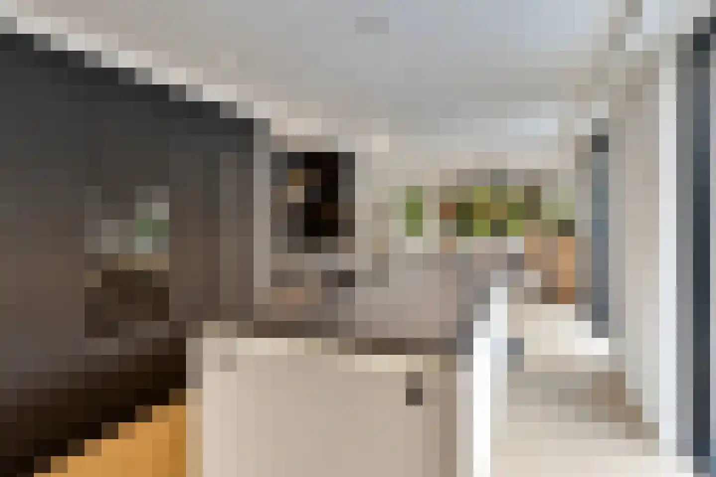 Kleine Wijken 27 's-Hertogenbosch thumbnail 18
