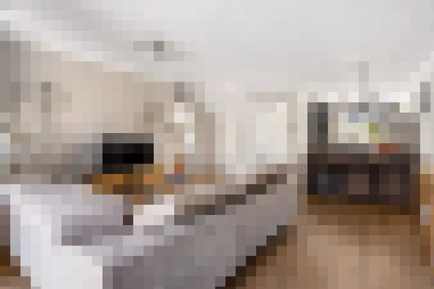 Kleinebogerd 3 Tull en 't Waal thumbnail 9