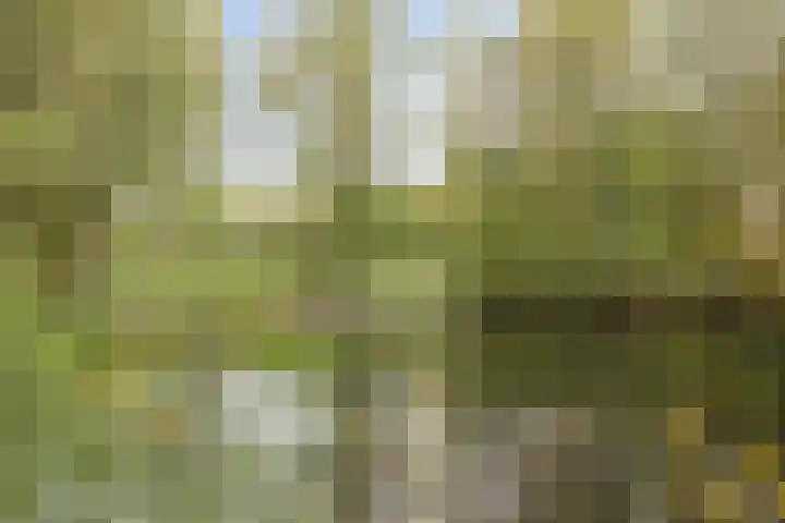 Kleinekolk 4 Wapenveld thumbnail 47